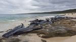 Penampakan Ratusan Paus Terdampar di Australia Barat
