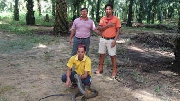 Ular King Cobra 'Raksasa' dari Kalimantan Akhirnya Dilepas ke Alam Ular King Cobra 'Raksasa' dari Kalimantan Akhirnya Dilepas ke Alam