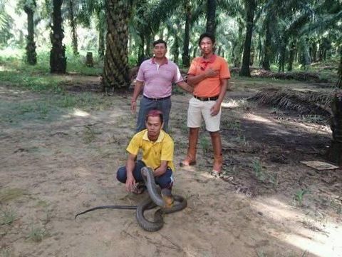 King kobra raksasa dilepas di perkebunan sawit
