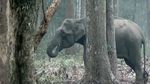 Foto: Gajah Merokok di India