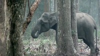 Video Kumar yang diletakkan di Taman Nasional Nagarahole itu membuat banyak orang garuk-garuk kepala.  (Foto: Dok. Wildlife Conservation Society)