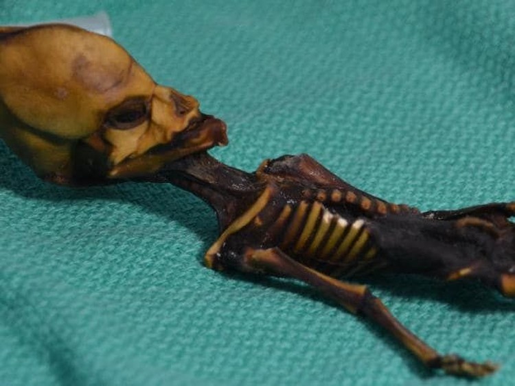 These undated images courtesy of Dr. Emery Smith show a tiny, mummified skeleton discovery in 2003 in Chiles Atacama Desert, tucked into a leather pouch behind a church. Picture: Dr. Emery SmithSource:AFP