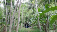 Selain terdapat Terowongan Wilhelmina, sekitar 1 km dari sana juga terdapat terowongan yang diberi nama Terowongan Juliana (Tri Ispranoto/detikTravel)