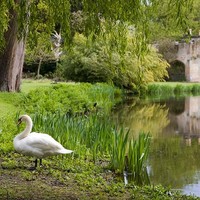 Taman indah penuh pohon yang mempercantik Frogmore House menjadi daya tarik tersendiri. Adalah Ratu Charlotte yang pada 1790 berinisasi menanam lebih dari 4.000 pohon dan tanaman hias di sana. Danaunya yang seperti rawa menciptakan kesan romantis. (Foto: Dok. Royal Collection)