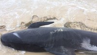 Jelas dalam kejadian seperti ini ada kebutuhan besar mengelola interaksi dengan publik juga. Ini isu yang sangat emosional dan publik sendiri ingin terlibat, kata Tonnock. (Foto: Dok. Department of Biodiversity, Conservation and Attractions via ABC News Australia)