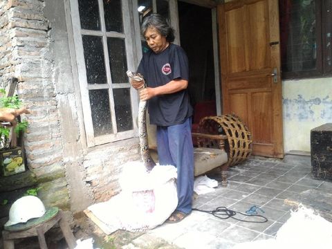 Lebih 10 Kali Rumah Ismail Kemasukan Ular, Kali Ini Terbesar