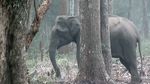 Foto: Gajah Merokok di India