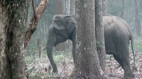 Foto: Dok. Wildlife Conservation Society