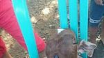 Ini Anak Sapi Mirip Manusia yang Bikin Heboh karena Isu Mistis