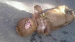 Ini Anak Sapi Mirip Manusia yang Bikin Heboh karena Isu Mistis