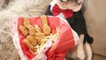 Ah, Lucunya! Sumo si Bulldog yang Suka Nugget dan Kentang Goreng