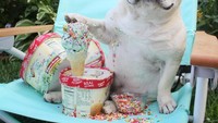 Es krim dengan sprinkles jadi pilihan Sumo ketika menemani sang pemilik berenang. Lirikan mata Sumo buat wajahnya semakin lucu, ya? Foto: @3bulldogges