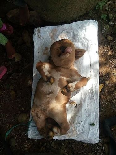 Warga Ungkap Keganjilan Sapi Mirip Manusia di Gorontalo