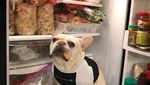 Ah, Lucunya! Sumo si Bulldog yang Suka Nugget dan Kentang Goreng