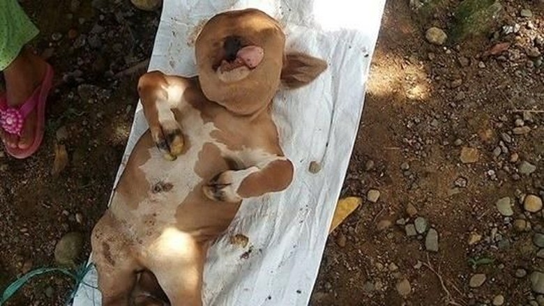 Sapi di Gorontalo yang Mirip Manusia Akhirnya Dikubur Sapi di Gorontalo yang Mirip Manusia Akhirnya Dikubur