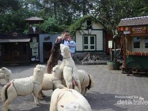 Ke Mana Weekend Ini, Ada Biri-biri Lucu di Lembang