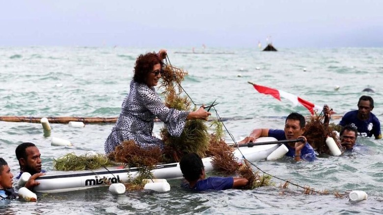 Ilustrasi, saat Menteri Susi panen rumput laut di Kabupaten Fakfak (Dok. KKP) Ilustrasi, saat Menteri Susi panen rumput laut di Kabupaten Fakfak (Dok. KKP)