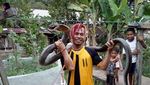 Ini Edy, Sang Penakluk King Cobra Raksasa dari Kalimantan