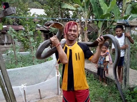 Pawang Ular King Cobra Pawang Ular King Cobra
