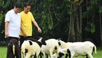Potret Akrab Jokowi-Airlangga: Joging hingga Beri Makan Kambing