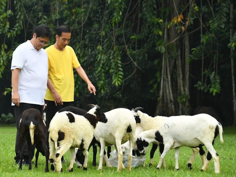 Jokowi: Saya Hampir Tiap Hari Mesra dengan Pak Airlangga Jokowi: Saya Hampir Tiap Hari Mesra dengan Pak Airlangga