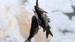 Mancing Ikan di Lautan Busa