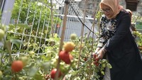 Selain sawi, Ibu Fery juga memanen tomat di sini. Wah, kelihatannya serius sekali ya wajahnya saat memetik tomat? Foto: Instagram @fery.farhati