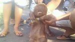 Ini Anak Sapi Mirip Manusia yang Bikin Heboh karena Isu Mistis