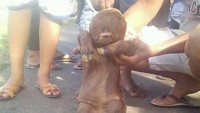 Banyak warga yang berkerumun dan memotret anak sapi yang disebut-sebut mirip manusia ini menggunakan handphone.