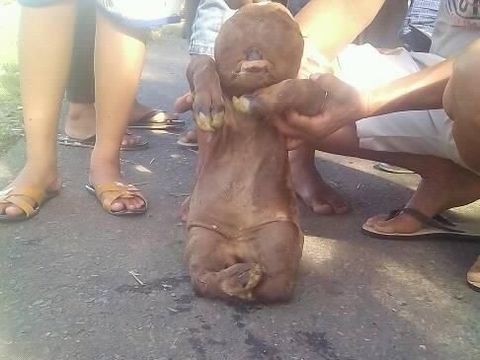 Sapi di Gorontalo yang Mirip Manusia Akhirnya Dikubur