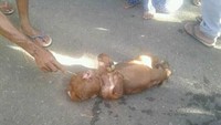 Dari foto-foto yang tersebar di media sosial, anak sapi yang lahir ini berwarna cokelat. Kepalanya bulat mirip seperti kepala manusia. Lidahnya nampak menjulur keluar.