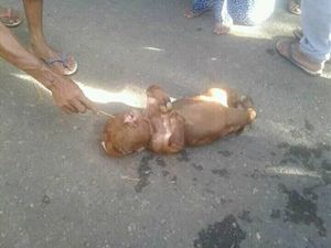 Polisi Telusuri Heboh Isu Sapi Mirip Manusia di Gorontalo