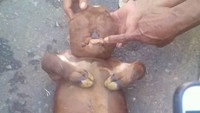 Menurut Septiana, anak sapi ini memang mirip dengan manusia karena bentuknya tidak sempurna. Namun dia berpandangan, sapi ini lahir secara prematur. Ada pula yang menilai sapi ini mengalami kelainan genetik.