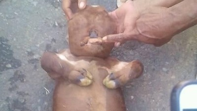 Ini Anak Sapi Mirip Manusia yang Bikin Heboh karena Isu Mistis