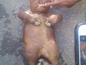 Warga Ungkap Keganjilan Sapi Mirip Manusia di Gorontalo