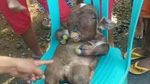 Ini Anak Sapi Mirip Manusia yang Bikin Heboh karena Isu Mistis