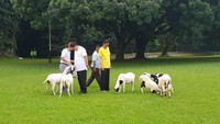 Keduanya juga sempat melihat-lihat ternak kambing. Keduanya tampak akrab.