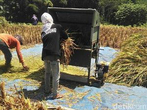 Tentang Padi Raksasa di Blitar dan Petani Indonesia Menggugat