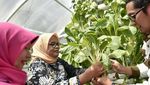 Ini Aksi Fery Baswedan Saat Petik Tomat hingga Potong Tumpeng