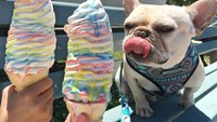 Melalui akun Instagram @bulldogges, Sumo membagikan aktivitasnya yang hobi makan sekaligus ngemil. Gemasnya! Foto: @3bulldogges