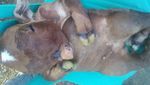 Ini Anak Sapi Mirip Manusia yang Bikin Heboh karena Isu Mistis