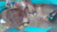 Kabar kelahiran anak sapi yang disebut-sebut mirip manusia ini merebak cepat di media sosial sejak Jumat (23/3) kemarin dan jadi viral.