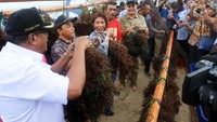 Panen raya rumput laut tersebut dilakukan pada lahan seluas 4 hektar yang merupakan hasil dukungan program dari Kementerian Kelautan dan Perikanan dan Pemda setempat. Pool/Humas Kementerian Kelautan dan Perikanan.