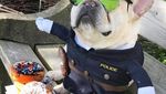 Ah, Lucunya! Sumo si Bulldog yang Suka Nugget dan Kentang Goreng