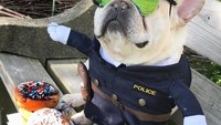 Selain hobi makan, Sumo juga sering berjalan-jalan di taman dengan kostum polisi menggunakan kacamata, lengkap dengan donat cokelat dan stroberi. Foto: @3bulldogges