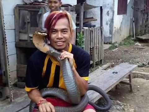 Pawang Ular King Cobra Kalimantan Pawang Ular King Cobra Kalimantan