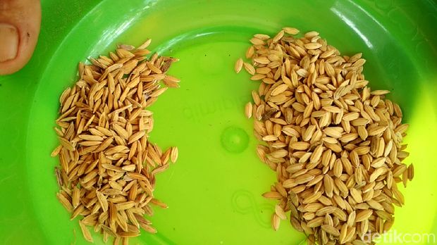 Beras padi PIM1 hasil panen petani Blitar (sebelah kanan)