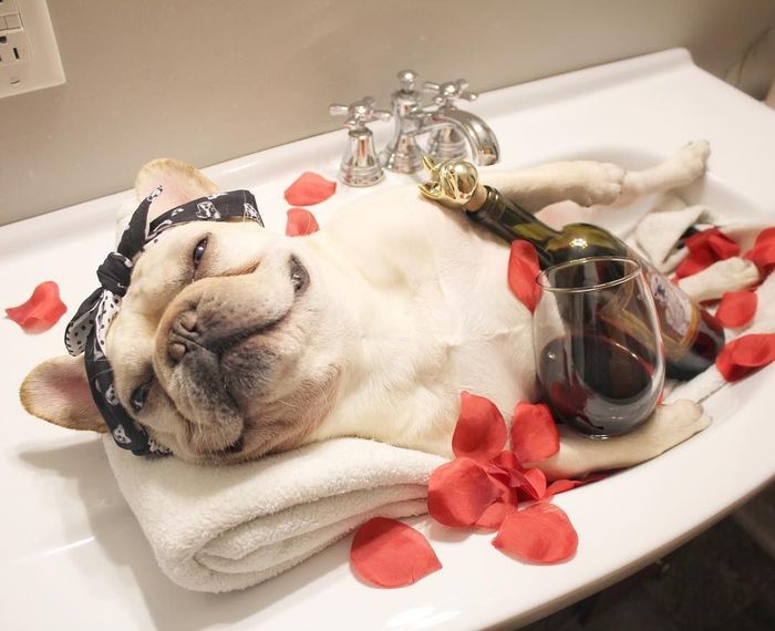 Ah Lucunya Sumo Si Bulldog Yang Suka Nugget Dan Kentang Goreng