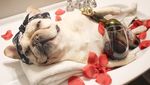 Ah, Lucunya! Sumo si Bulldog yang Suka Nugget dan Kentang Goreng