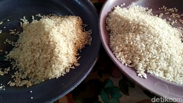 Beras padi PIM1 hasil panen petani Blitar (sebelah kanan)